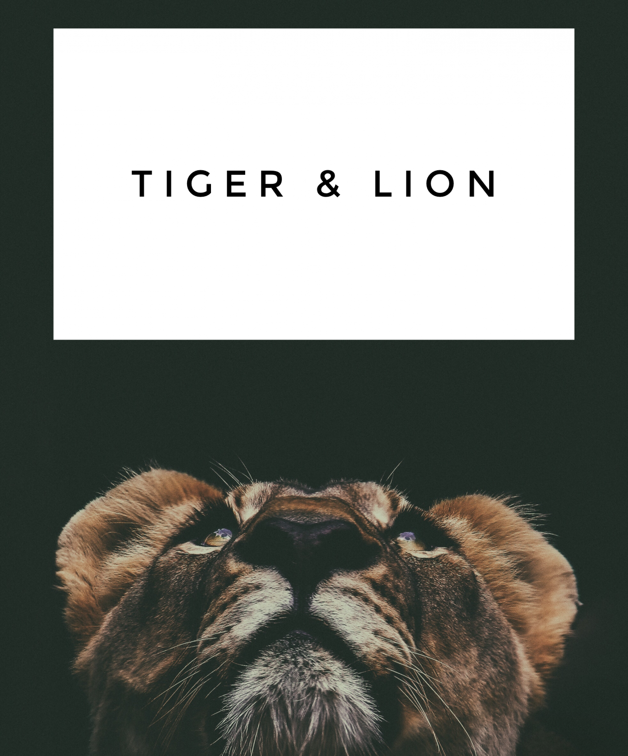 Tiger and Lion
